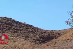 دو قلاده یوزپلنگ آسیایی در محدوده شهرستان جوین مشاهده شد