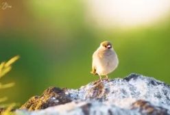 موسیقی آرام بخش برای اعصاب موسیقی شفابخش برای قلب، رگ های خونی و آرامش