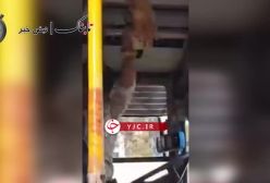 ویدیو چاقوکشی راننده اتوبوس برای مسافران