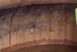 ویدیو لحظه شکار ماهی تیرانداز