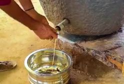 روغنگیری بادام با گاونَر و مرد کهن در هند