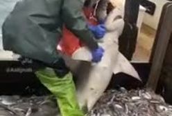 کوسه‌رو‌ میخان بندازند تو دریا ماهیا رو ول نمیکنه!