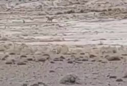 مشاهده یوز ماده و ۴ توله در میاندشت خراسان شمالی