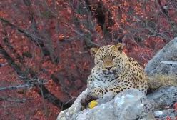 ویدیویی زیبا از پلنگ نر ایرانی در منطقه کیاسر استان مازندران