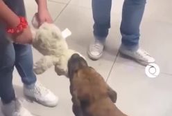 خوشحالی یک سگ با عروسک؛ تصویری از مهربانی با حیوانات