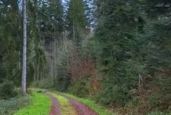 آهنگ گلای یاس تو باغچه از محسن چاوشی