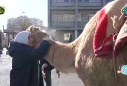 بازی خانم شریفی مقدم با شترها