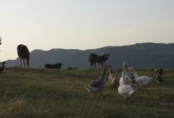 زندگی عشایری