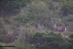 مرال یا گوز قرمز هیرکانی