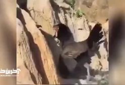 شکست عقاب در مبارزه با خروس