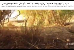 هشدار! یوزپلنگ‌های ایرانی دارند می‌میرند ، فقط چند عدد مانده تا انقراض کامل + فیلم