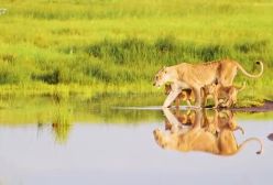 فیلم مستند حیات وحش افریقا