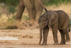 مستند حیات وحش .فیل ها