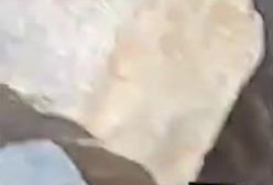 تصویر اعجاب انگیز از گربه پالاس در کرمان!