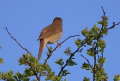 صدای بلبل مست زیبا در طبیعت