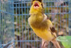 آواز قناری مست / پرنده آوازخوان /بلبل اواز خوان