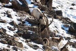 تلاش پازن ها برای تجدید در نسل