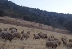 حمله خرس به گله گوسفندان و واکنش جالب چوپان!