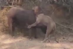 نبرد شیر برای بقای زندگی تا پا جان