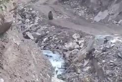 حمله یک خرس در جاده چالوس به خودرو‌ها!