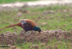 قرقاول بال نقره ای