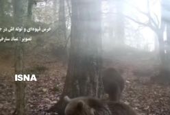 مشاهده خرس قهوه‌ای و توله‌اش در جنگل های نکا!