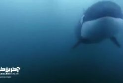 نبرد نهنگ و عقاب روی آب