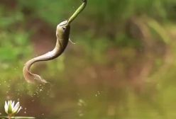 لحظه عجیب حمله ماهی به مار