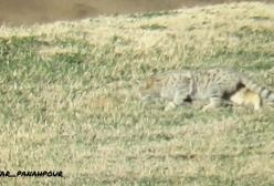 لحظه های ناب و کم نظیر از شکار گربه وحشی