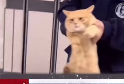 دستگیری گربه به جرم دزدیدن ماهی !