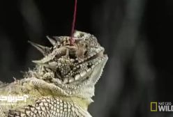 مارمولکی که از چشمانش خون می پاشد!