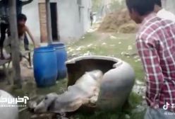 گاو عجیبی در هند که وارد یک کوزه شد!