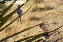 شکار عجیب گنجشگ !!