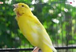 صدای قنار ی خوشگل ماده-- اموزش اواز خوانی قناری