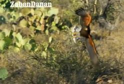 شکار گروهی عقاب ها