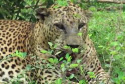 مستند راز بقا / فرار گوساله از دست پلنگ تیز دندان