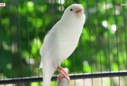 مستند صدای قناری ماده سفید- خوش صدا