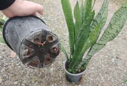 نگهداری و تکثیر سانسوریا یا گل شمشیری