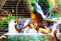 صدای اواز قناری ماده در منظره زیبا