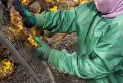 برداشت تخمه آفتابگران