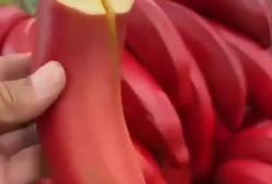 موزِ پوست‌قرمز با مزه شبیه تمشک