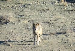 آفتاب گرفتن گرگ های خاکستری بعد از یه شکار دلچسب