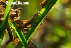 مستند حیات وحش /هجوم ملخ ها