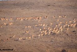 نمایی زیبا از گله قوچ و میش اوریال پارک ملی گلستان