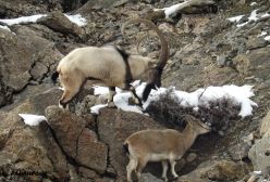 کل مستی فصل عاشقی بزهای وحشی