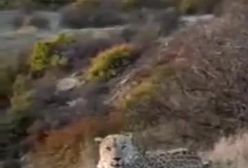 شکوه پلنگ ایرانی در کوهستان‌های ساری