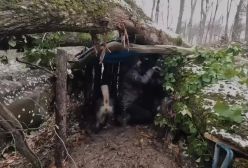 کمپینگ و ساخت کلبه در تنه یک درخت بزرگ کهنسال