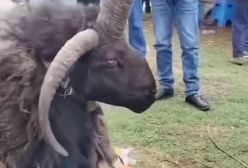 اینم گوسفند ۴ شاخ واقعی.