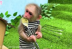 برنامه کودک / بچه میمون و جوجه اردک های بامزه