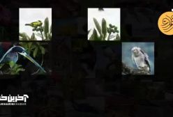 ساخت سرود ملی کلمبیا با ۴۱ گونه صدای حیوان